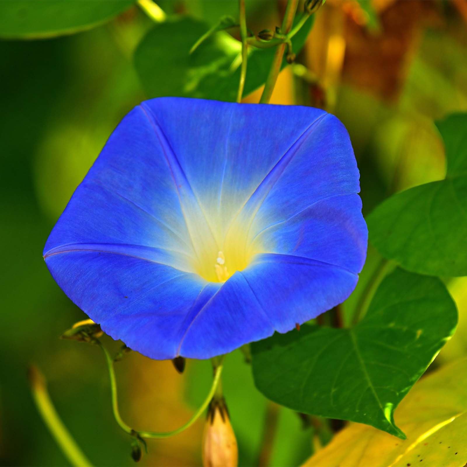 Nelesa GardeningHeavenly Blue Morning Glory Imopea Flower Seeds 15
